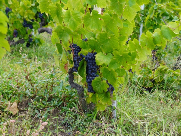 Vendanges : moins mais mieux