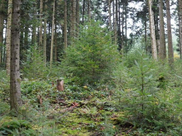 Gestion forestière collective au cœur du Haut Beaujolais