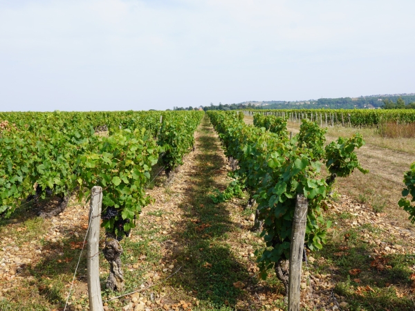 Des vignes et des viticulteurs « rincés »