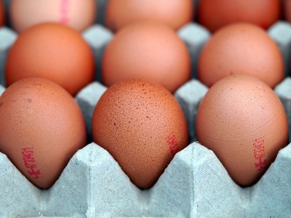 Baisse du prix des œufs en rayons