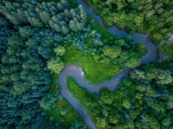 Les forêts mondiales en quête d’innovations