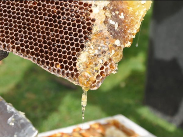 Année catastrophique en vue pour le miel de printemps