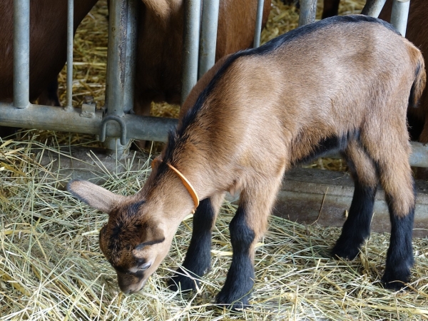 La filière chevreau en mal d’engraisseurs 