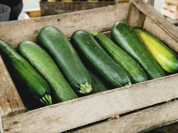 Courgette : baisse des rendements, mais des prix soutenus en fin de saison