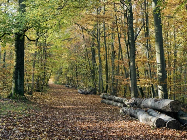 La forêt face au changement climatique