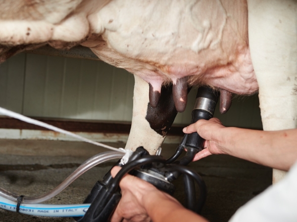 La collecte de lait en augmentation de 1,1 % sur un an