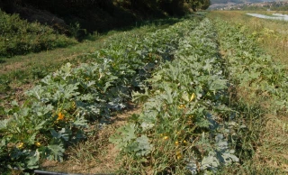 La Métropole de Lyon lance un plan de soutien à l’agriculture bio