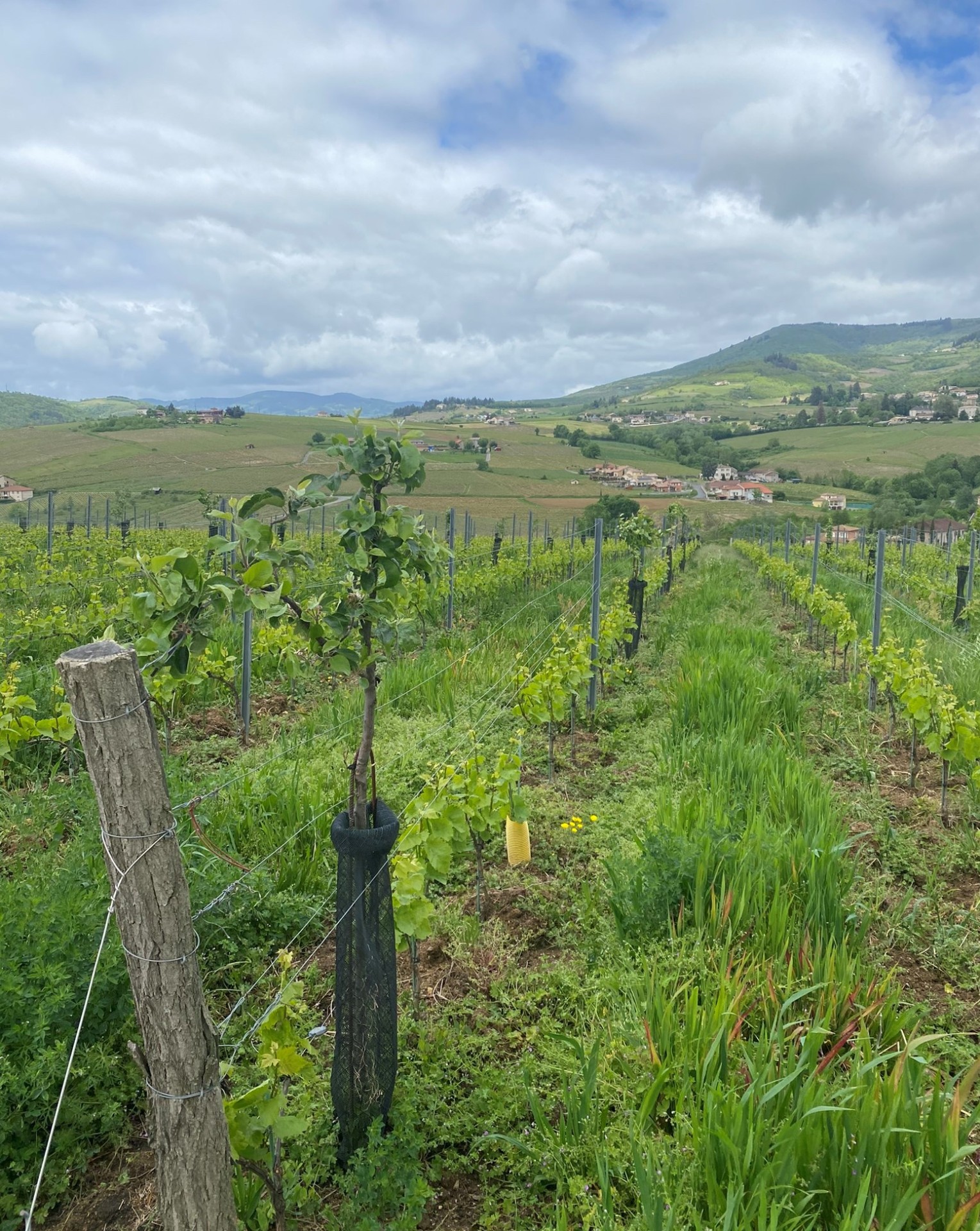 L’agroforesterie, un levier multitâche ? 