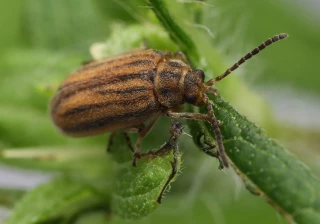 Ophraella communa, un espoir dans la lutte contre l’ambroisie 