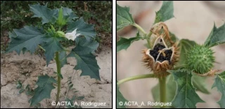 Reconnaître le datura