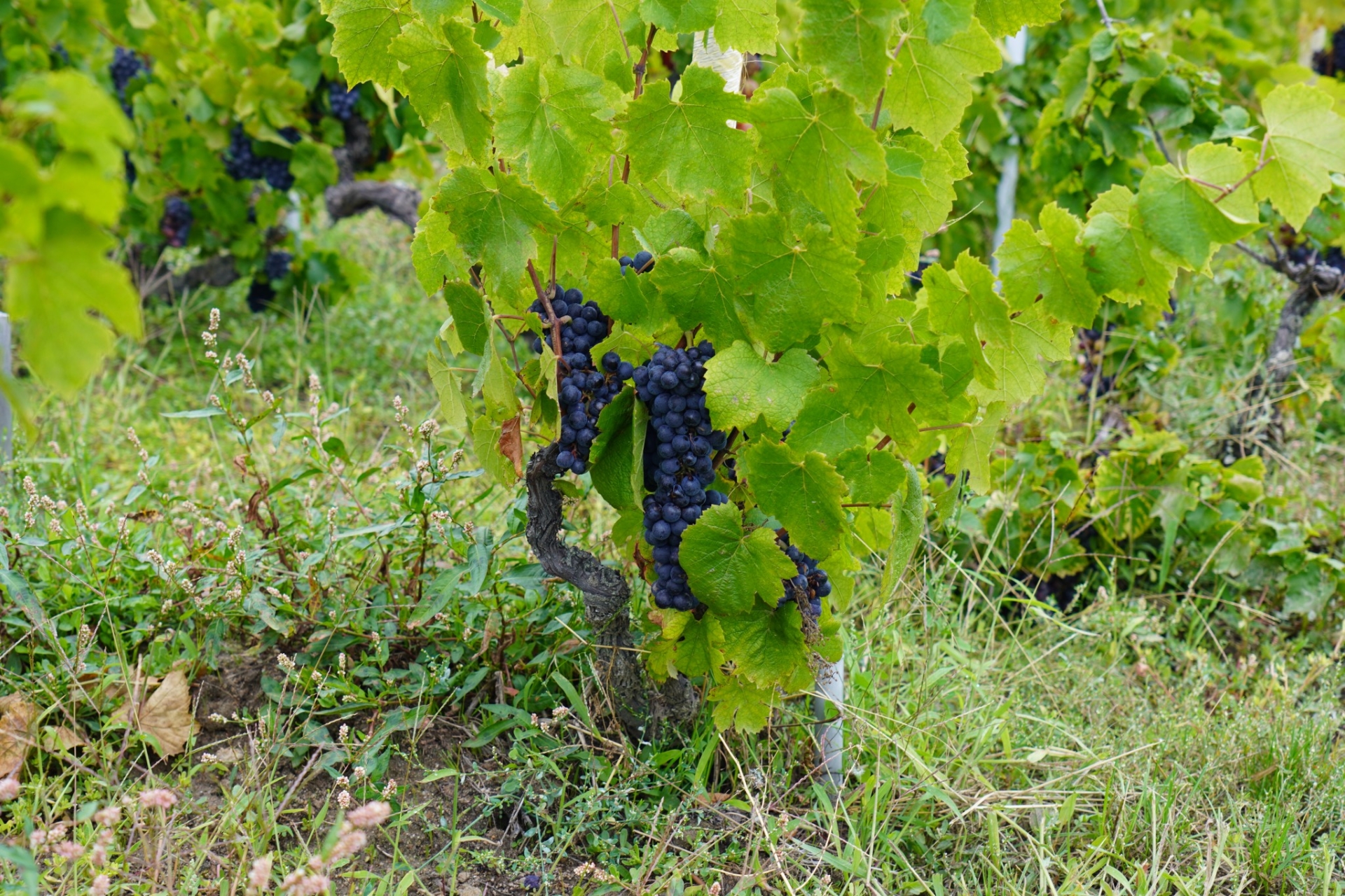 Vendanges : moins mais mieux