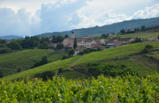 L’œnotourisme fait sa rentrée