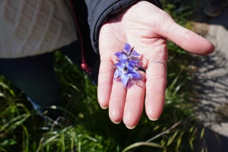 De la fleur à la tasse