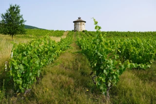 Une autre ère pour les nouveaux grands vins de terroir