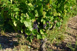 Point pré-vendanges