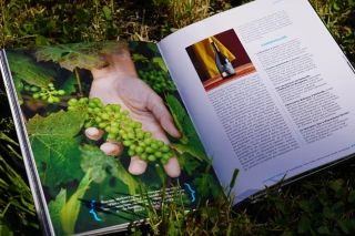 Fascinants voyages dans les vignes