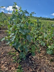 La grêle touche 300 ha en beaujolais-villages