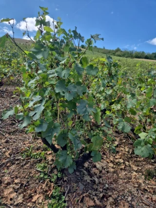 La grêle touche 300 ha en beaujolais-villages