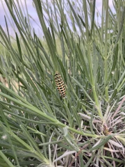 Tous pour la biodiversité !