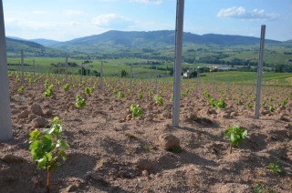 Porte-greffes, histoire et adaptabilité face aux enjeux climatiques