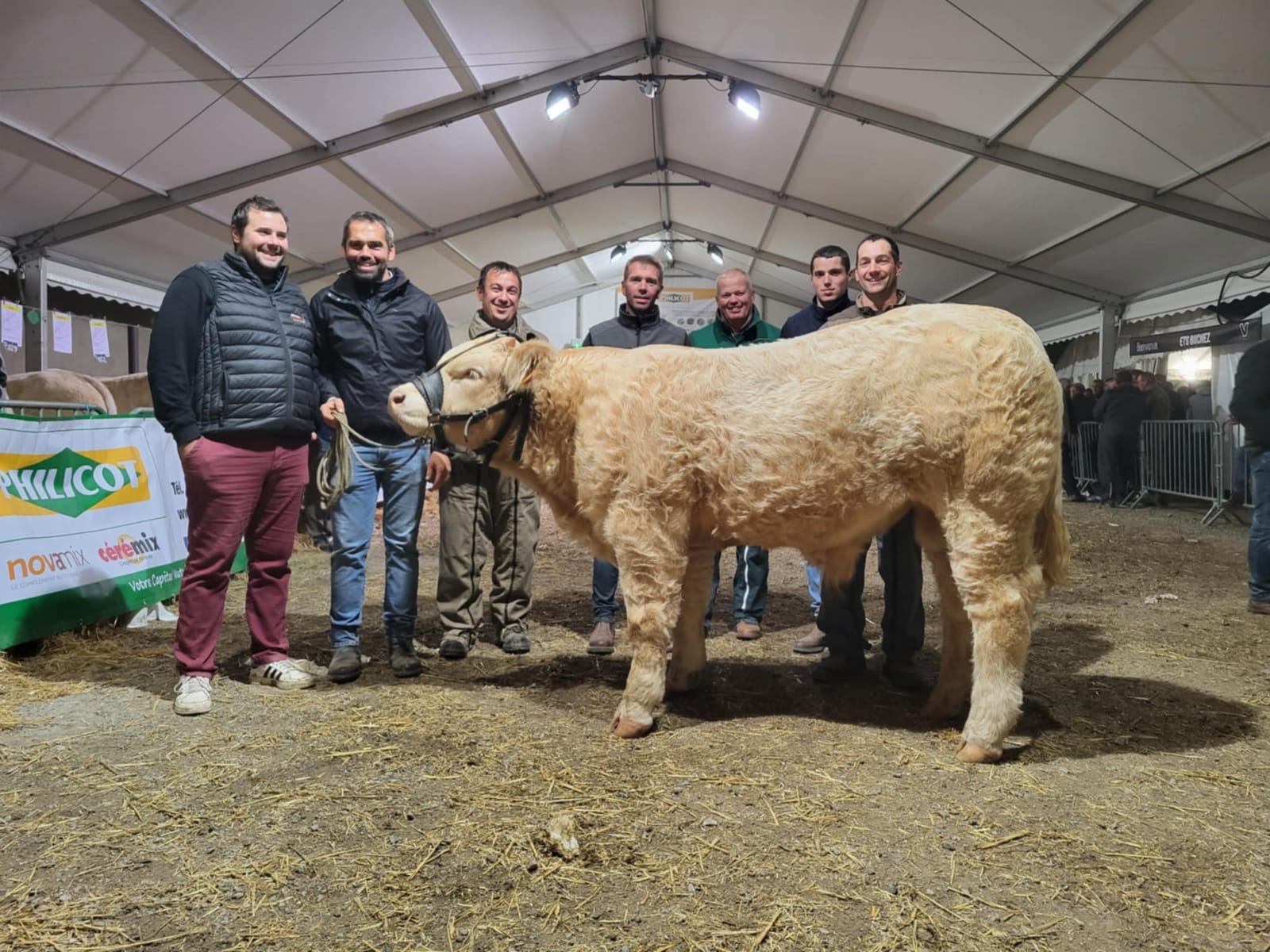 Le charolais du Rhône à la fête dans la Nièvre