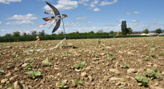 Tournesol et dégâts d’oiseaux : une préoccupation de tous