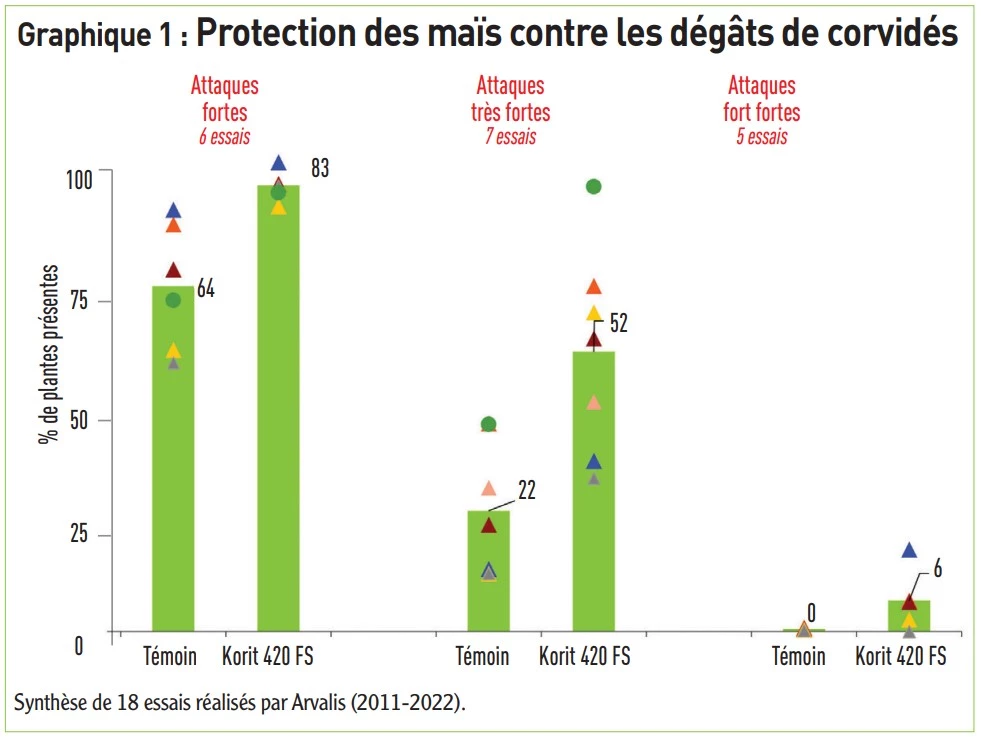 Protection des maïs contre les dégâts de corvidés