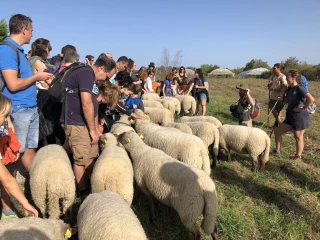 Transhumance citadine