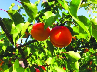 Hélène Darroze, ambassadrice pour l’Année internationale des fruits et légumes