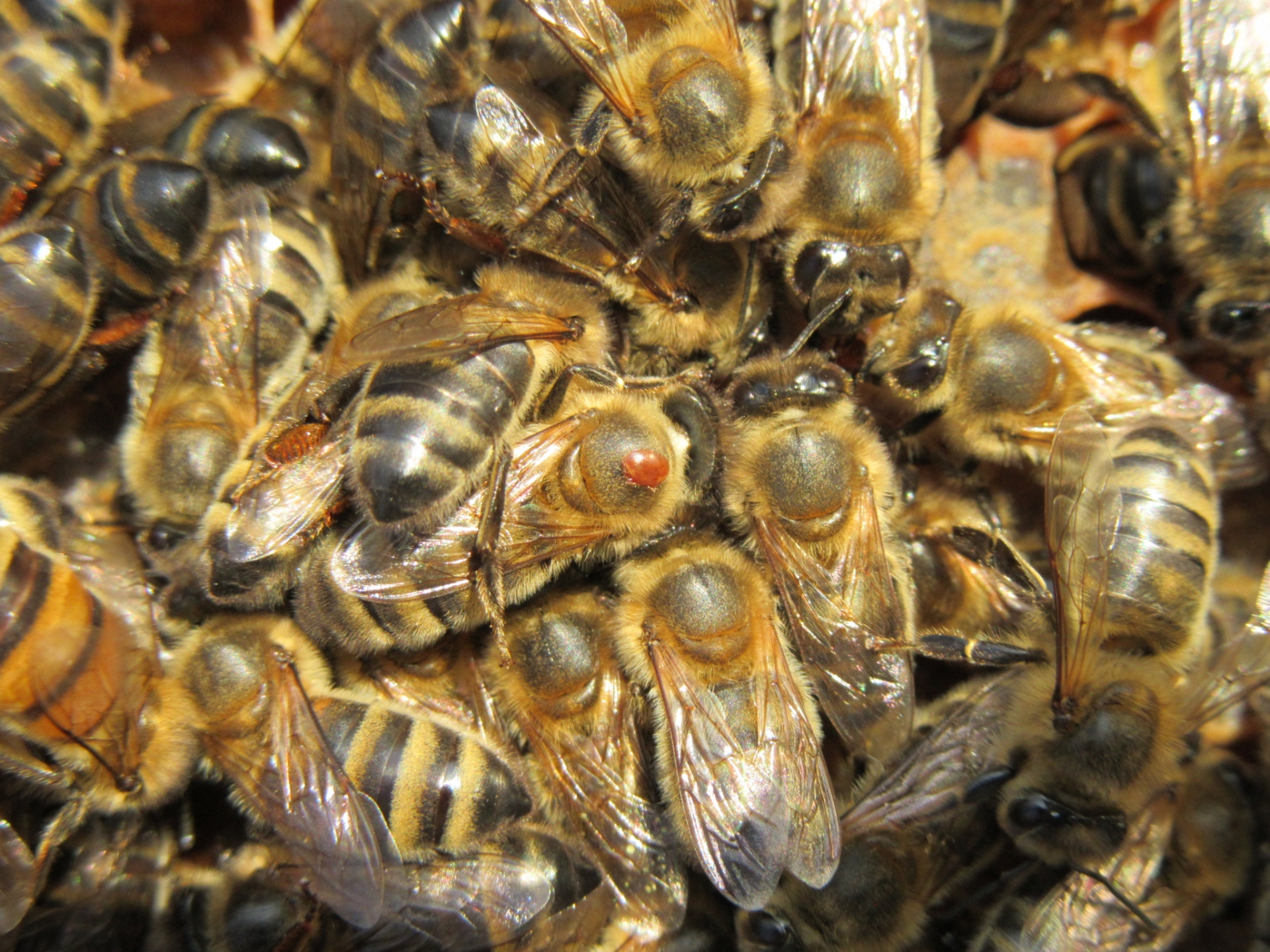 L’encagement estival des reines contre le varroa