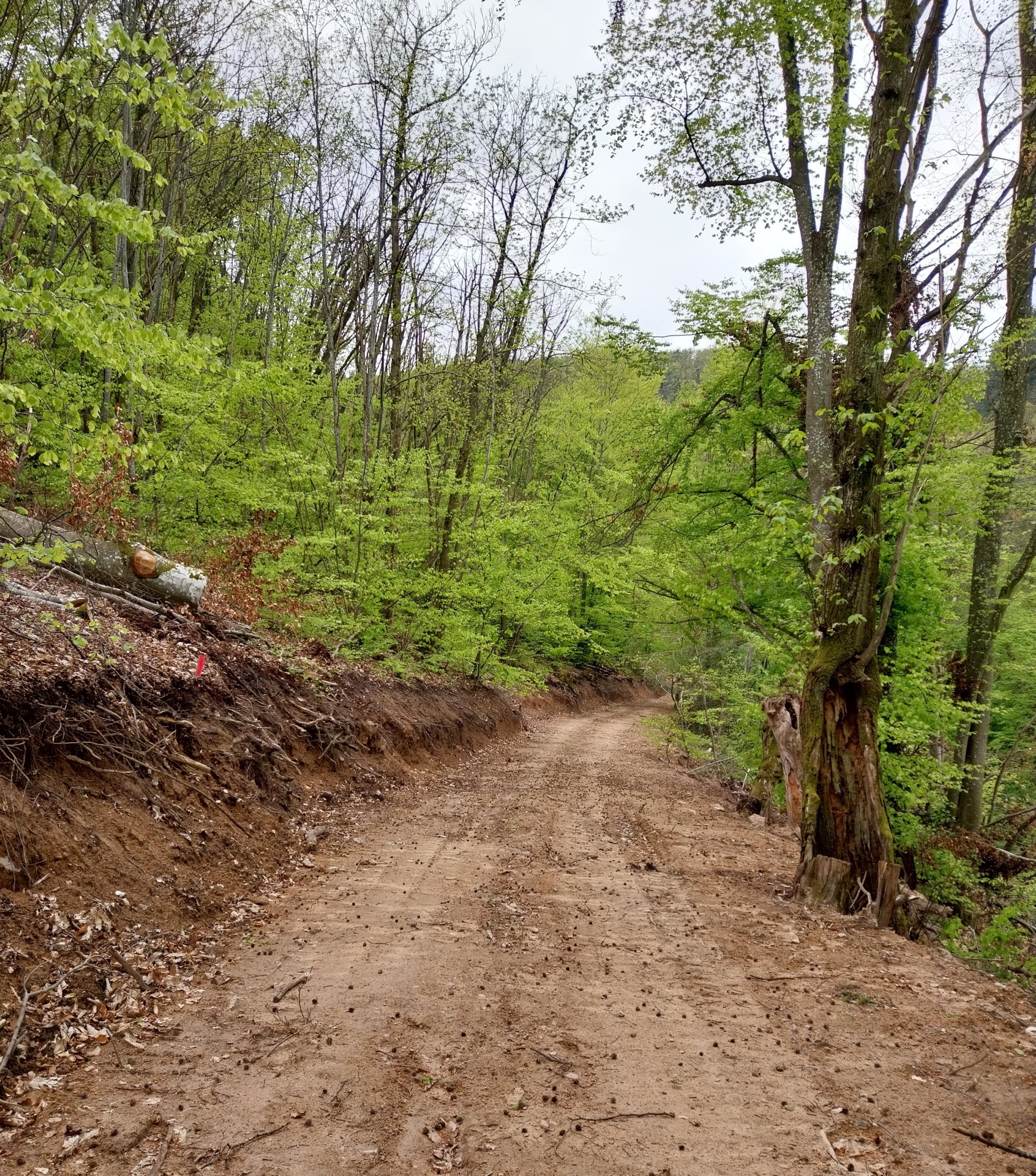 La forêt telle que vous ne l’avez jamais vue