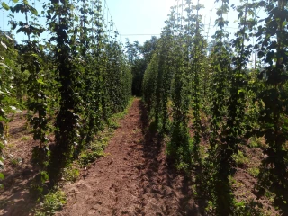 Le houblon, une production en plein essor en Auvergne Rhône-Alpes