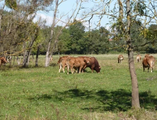 Des propositions d’adaptation pour les élevages ruminants