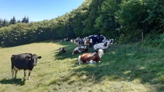 Coup de chaud dans le Rhône : les premiers enseignements pour les animaux 