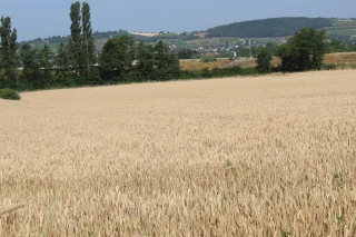 Des moissons hétérogènes