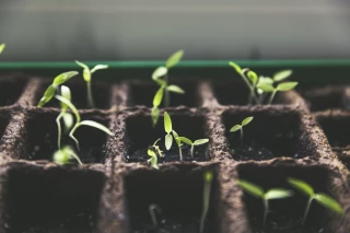 Vente de plants autorisée