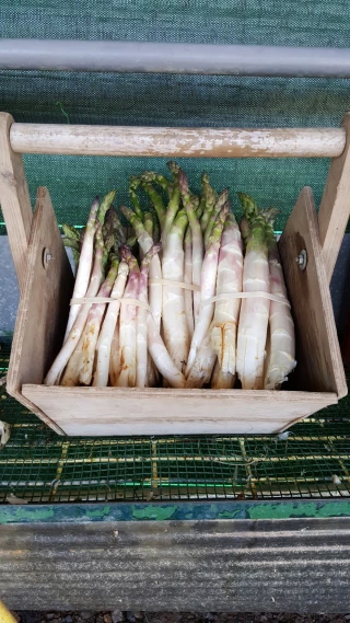 Première saison d'asperges très spéciale