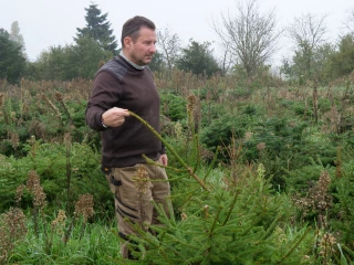 Une production de sapins vandalisée