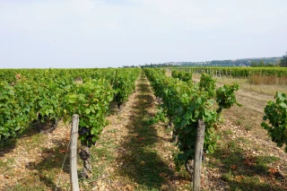 Des vignes et des viticulteurs « rincés »