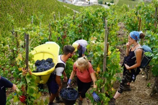 Vendanges : « On arrive le matin avec la banane »