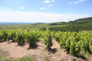 Une cuvée commune à destination de l'export et de la grande distribution