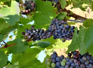 Coteaux-du-lyonnais : Un millésime à potentiel malgré le manque d’eau