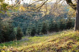 Mon beau sapin, roi de Ronno