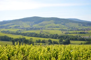 Le Beaujolais, territoire attractif 