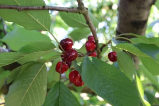 Congrès FNPFruits : une rencontre au cœur des enjeux arboricoles