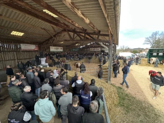 Vente de génisses Montbéliardes : des enchères spectaculaires 