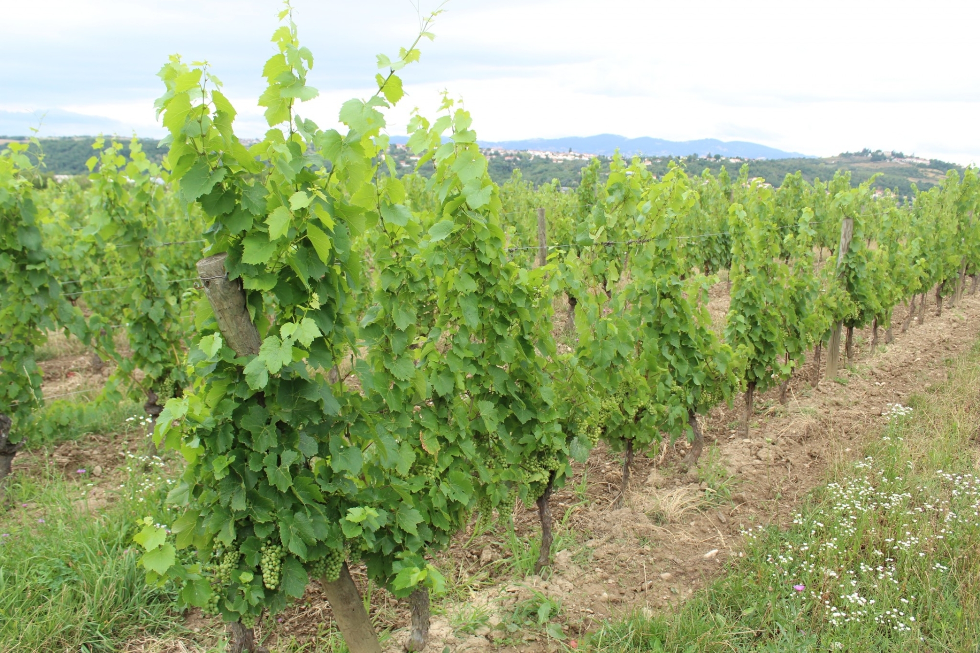 Six nouveaux projets de recherche pour sauver le vignoble