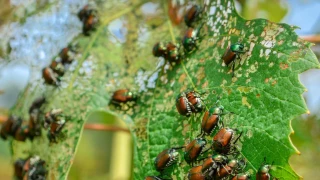 Le scarabée japonais, cette petite bête aux gros dégâts