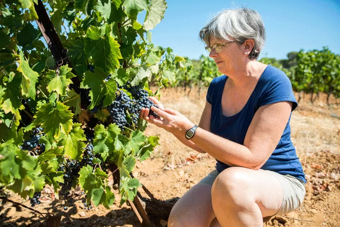 Terra Vitis : un nouveau cahier des charges pour une viticulture plus responsable et durable