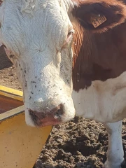 La FCO sévit dans le Rhône